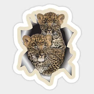 Leopards cubs popping out of a shirt Sticker